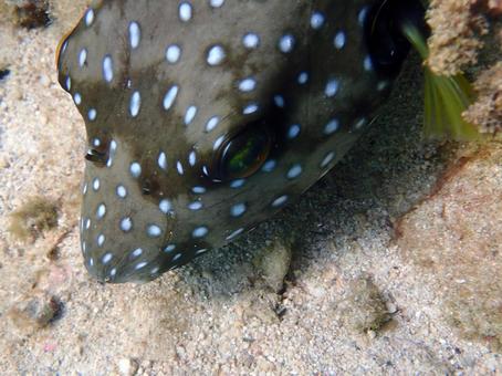 サザナミフグ サザナミフグ 魚,海,沖縄の写真素材