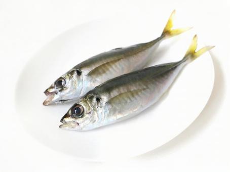 釣りたて 新鮮なアジ 釣りたて 新鮮なアジ 鯵,アジ,2尾の写真素材