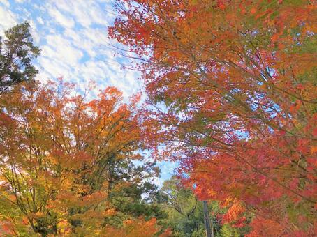 紅葉と空の雲 紅葉と空の雲の写真