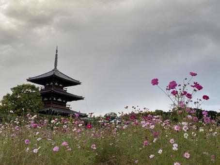 法起寺とコスモス 法起寺とコスモスの写真