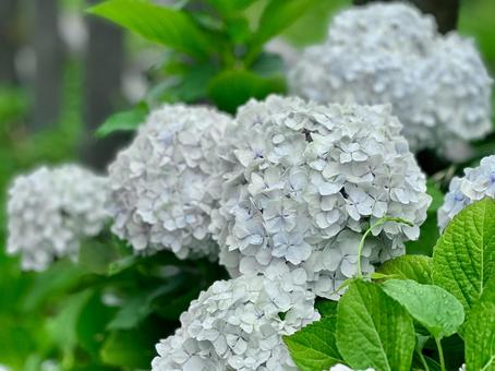 White hydrangea, JPG
