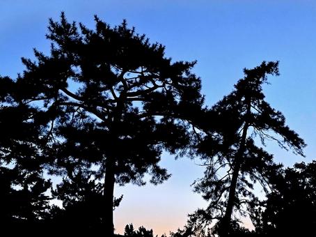 夕方の空と松２ 空,夕方,夕暮れの写真素材