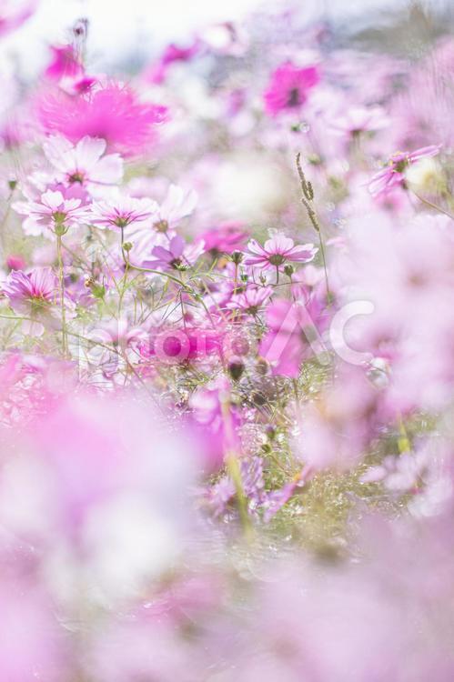 朝つゆ輝くコスモス畑 コスモス,秋桜,こすもすの写真素材