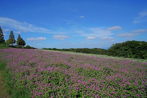 淡路島 あわじ花さじき⑤ 千日紅 淡路島 あわじ花さじき⑤ 千日紅 兵庫県,あわじ花さじき,ピンクの千日紅の写真素材