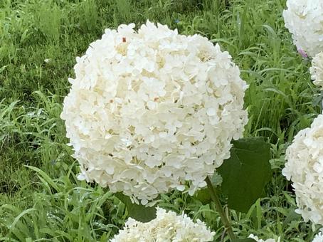 アナベル アナベル アナベル,紫陽花,ノリウツギの写真素材