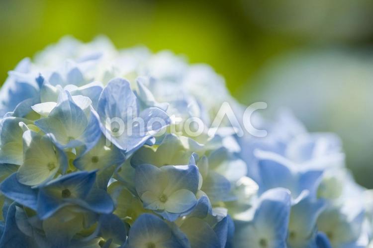 淡いブルーのアジサイ アジサイ,あじさい,紫陽花の写真素材