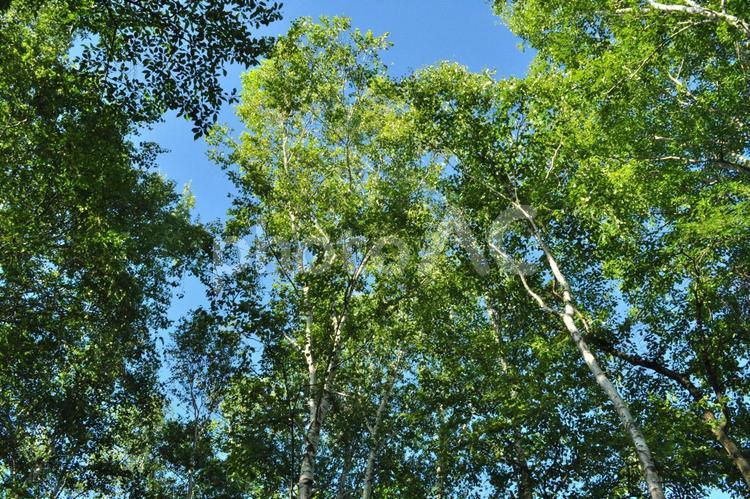 夏の木立１ 白樺,夏空,初夏の写真素材