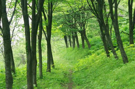 初夏の散歩道 初夏の散歩道 あぜ道,林道,登山道の写真素材