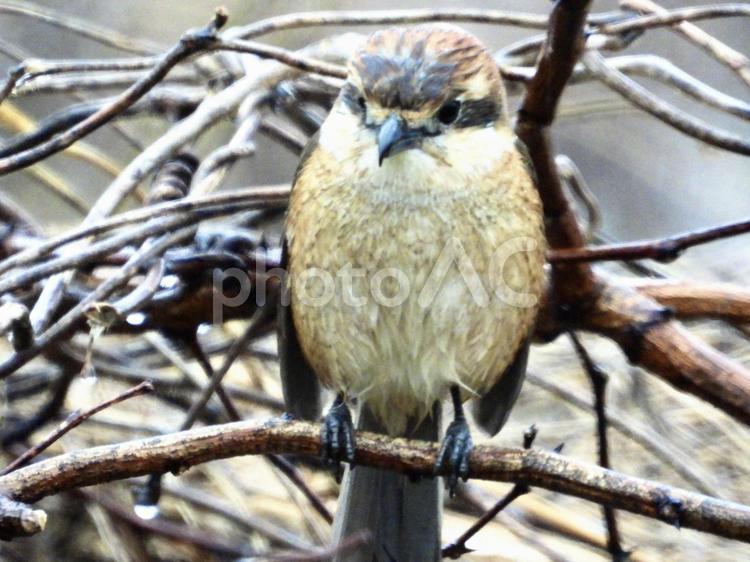 雨の中獲物を狙うモズ 鳥,野鳥,モズの写真素材