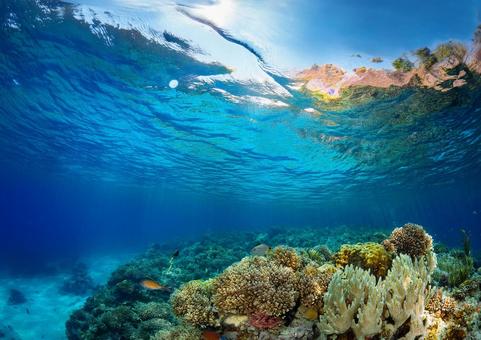 海のサンゴ礁 海のサンゴ礁の写真