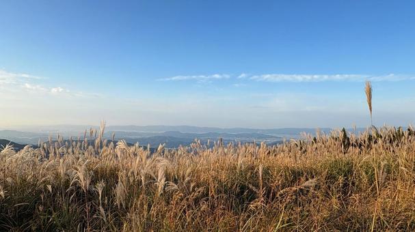 美しい秋の空と金色のススキ すすき,ススキ,ススキの穂の写真素材