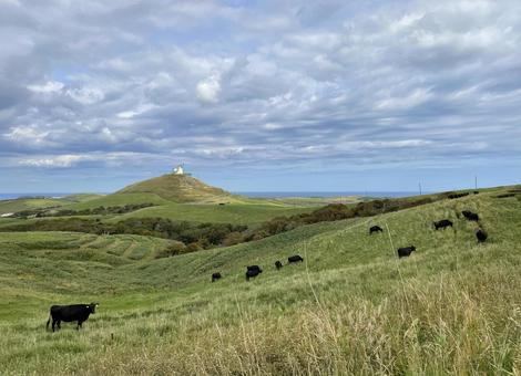 宗谷丘陵・牧場の牛たち 宗谷,丘陵,牛の写真素材