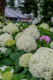 指扇アジサイまつり2025年 指扇アジサイまつり2025年 アジサイ,紫陽花,花の写真素材