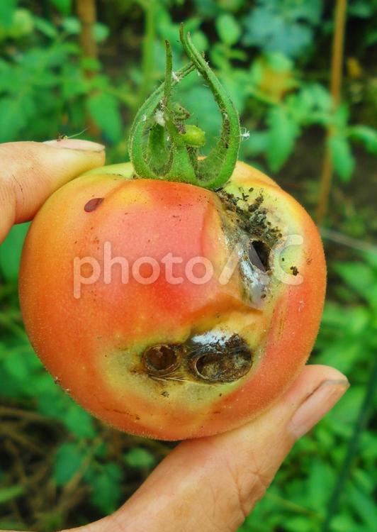 虫に食われたトマト＊家庭菜園 トマト,赤い,野菜の写真素材