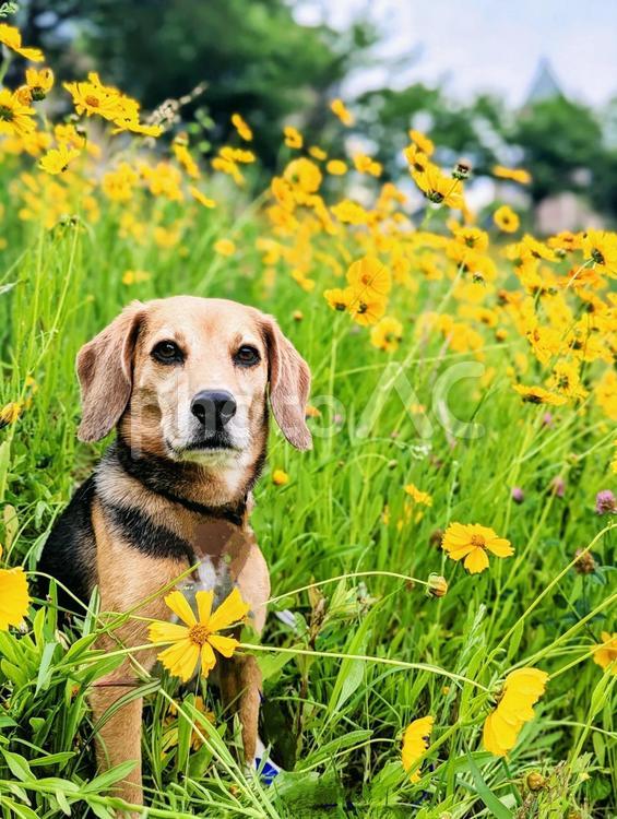 黄色の花、美しいのぉ… ビーグル,中型犬,犬の写真素材