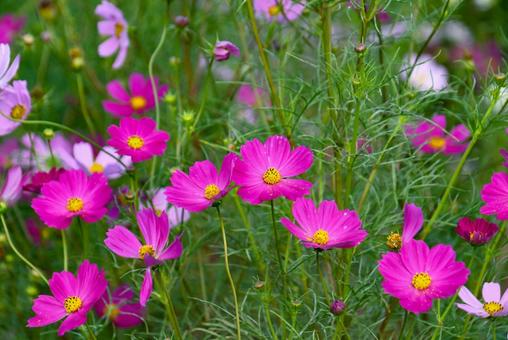 満開に花開いたコスモス 満開に花開いたコスモスの写真