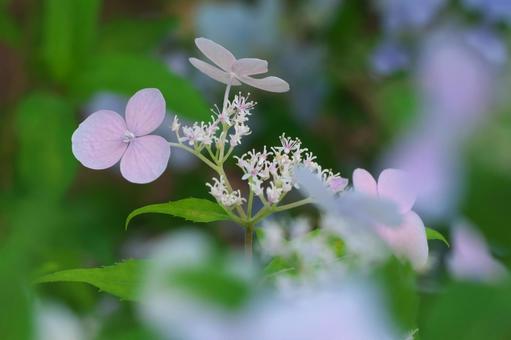 薄いピンクのアジサイ 薄いピンクのアジサイの写真