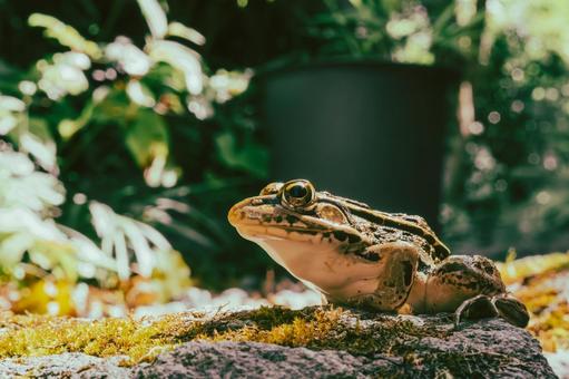 フィルム風のトノサマガエル 日差し,のんびり,休憩の写真素材