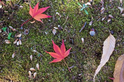 秋の風景 もみじとどんぐり1 秋の風景 もみじとどんぐり1の写真