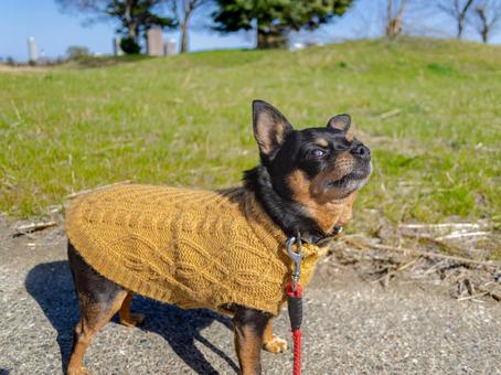 散歩する小型犬・チワワ・ミニピン 散歩する小型犬・チワワ・ミニピンの写真