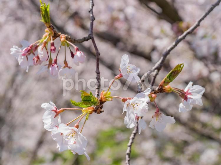 桜の見える風景 日本,桜,綺麗の写真素材