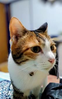 朝だよ、ごはんの時間だよ！ 猫,毎朝,恒例行事の写真素材