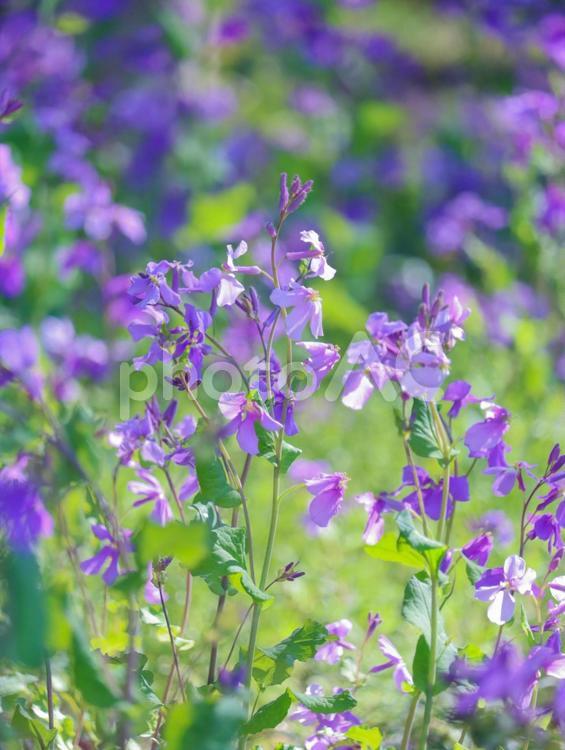ムラサキハナナ（オオアラセイトウ） 花,自然,景色の写真素材