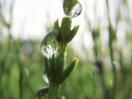 水滴と朝の光の風景 水滴と朝の光の風景の写真