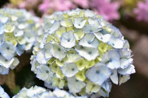 紫陽花 紫陽花の写真