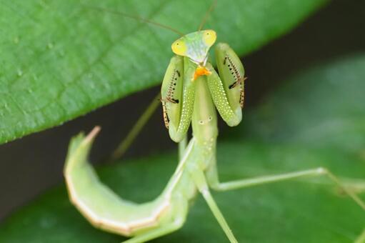 ぶりっ子カマキリ カマキリ,ハラビロカマキリ,ぶりっ子の写真素材