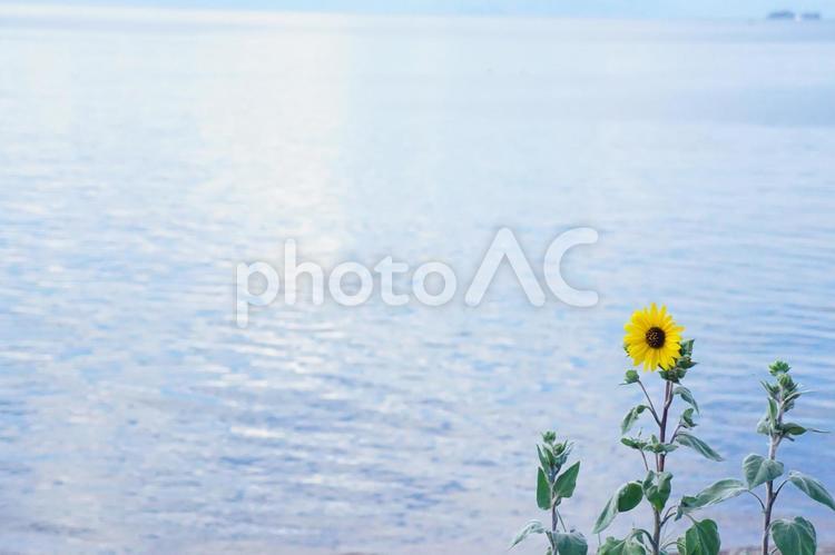 湖畔に咲くひまわり 向日葵,ひまわり,ヒマワリの写真素材