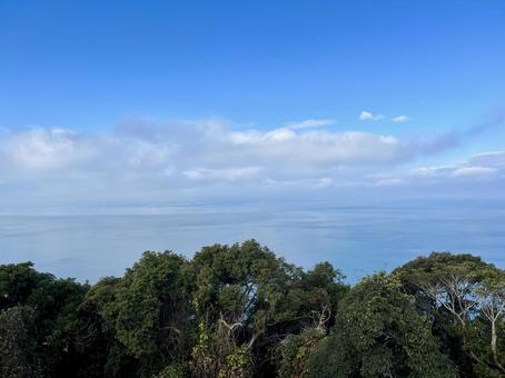 木々とその向こうに見える空と海の風景 木々,森,枝葉の写真素材