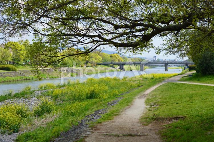 京都鴨川の初夏08 風景,景色,トラベルの写真素材