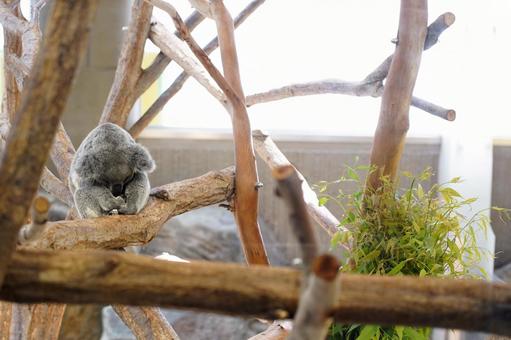 木の上で眠るコアラ 木の上で眠るコアラ コアラ,動物,生き物の写真素材