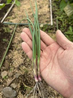市民農園で栽培した赤玉ねぎの苗 玉ねぎ,赤玉ねぎ,苗の写真素材