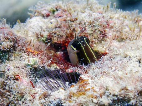 ヒトスジギンポ ダイビング,海,シュノーケルの写真素材