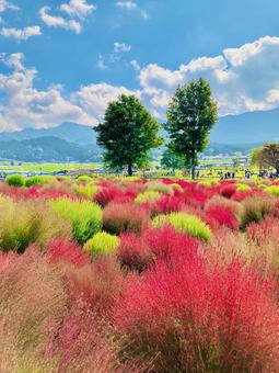 コキア畑 コキア,あそ望の郷くぎの,秋の写真素材