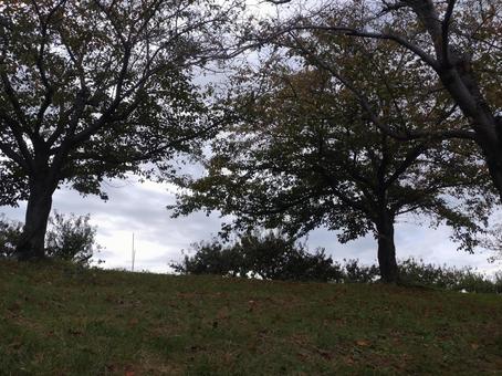 秋　景色の写真