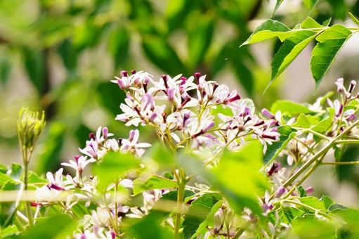 栴檀の花 栴檀の花の写真