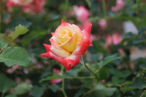 バラ園に咲く綺麗な薔薇を撮りました バラ園に咲く綺麗な薔薇を撮りましたの写真