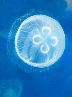 ミズクラゲ天面 ミズクラゲ,クラゲ,毒の写真素材