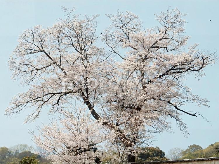 【桜の写真】桜が咲く風景 桜,さくら,サクラの写真素材