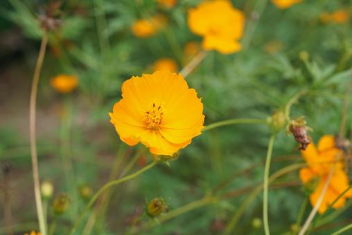 Orange cosmos close-up, JPG