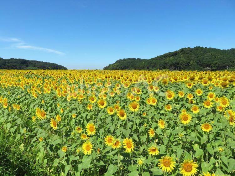益子町のひまわり畑 ひまわり畑,向日葵,満開の写真素材