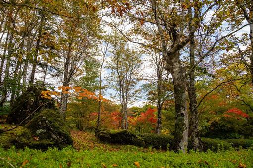 定義の秋⑵の写真