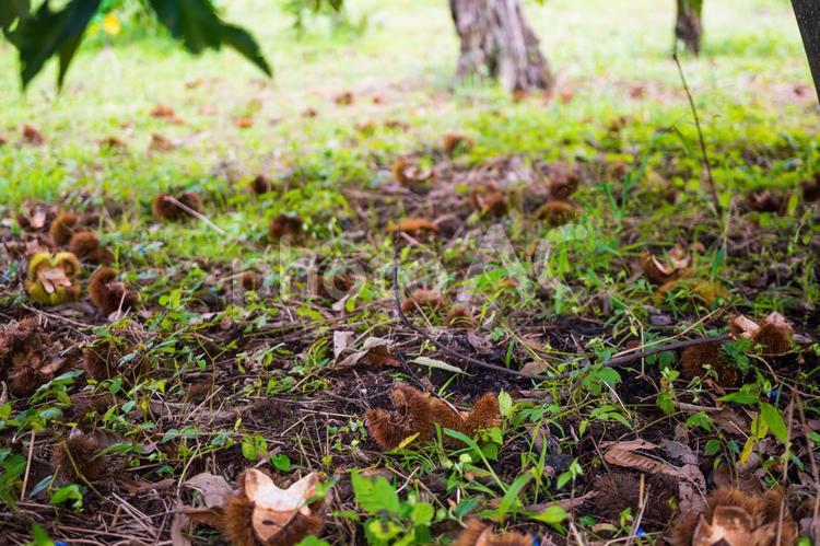 【秋】栗拾い・栗 栗,栗拾い,秋の写真素材