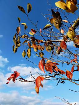 紅葉 福岡,福岡城,晩秋の写真素材