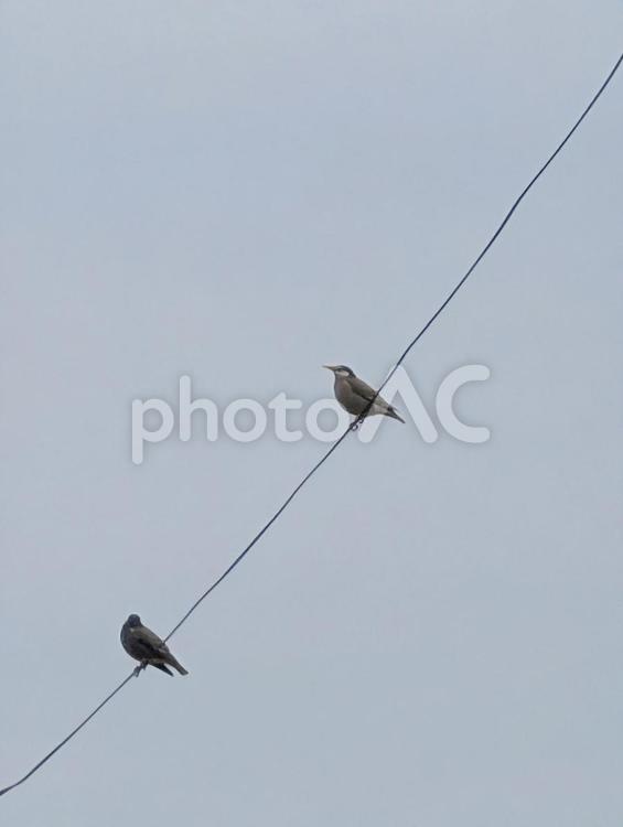 電線にとまる2羽のヒヨドリ ヒヨドリ,空,曇り空の写真素材
