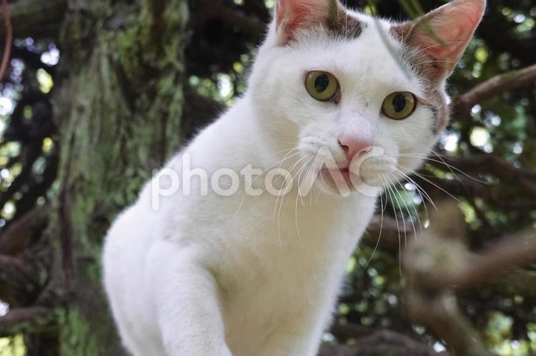猫パンチしようとするシロキジ猫 猫,野良猫,保護猫の写真素材