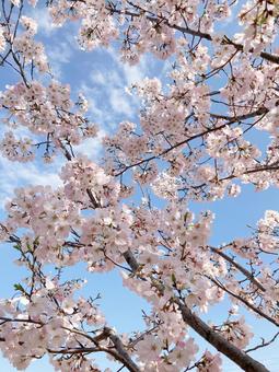 見上げた桜と青空 見上げた桜と青空の写真